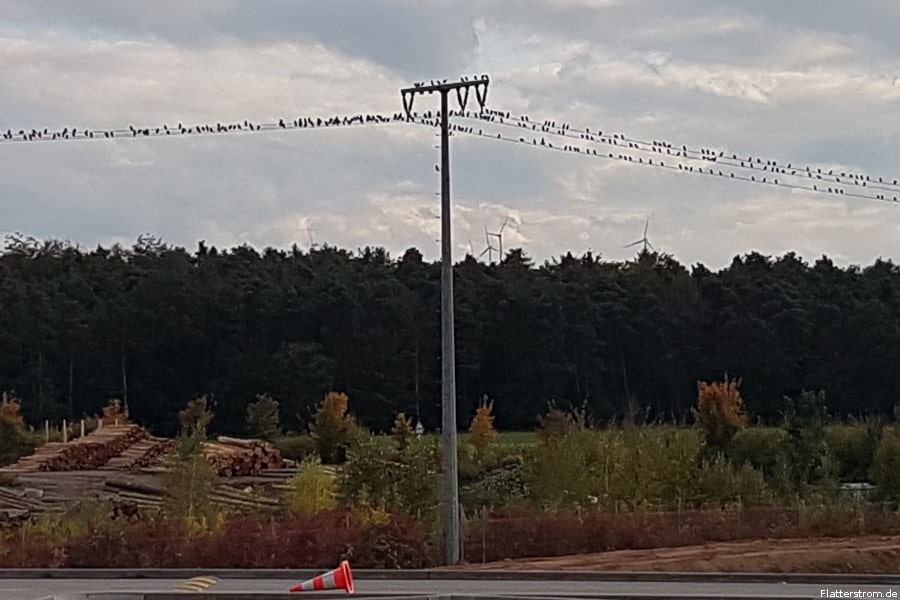 Mysteriöse Vogelparty in Unschärfe – die gefiederten Energiesparer tanken heimlich „Flatterstrom“.